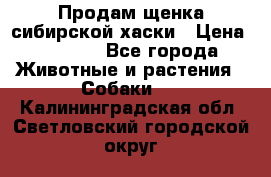 Продам щенка сибирской хаски › Цена ­ 8 000 - Все города Животные и растения » Собаки   . Калининградская обл.,Светловский городской округ 